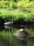 SX06369 Grey herron and coot nesting.jpg